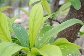 果是因，因是果，天道酬勤的真正含义图片