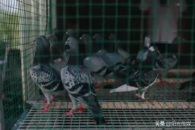 德阳退伍军人与鸽的情缘图片