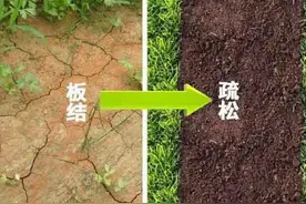 山药根系大量变黄变黑？选对土壤是关键，施肥要做到一足一巧施图片
