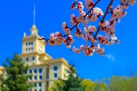 一起“云”漫步，学府路74号的花儿开了……图片