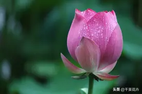 六月花神荷花图片