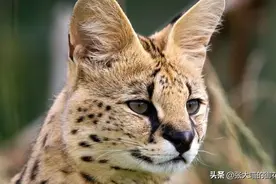 世界上十种凶猛猫咪品种排行榜，第一名是“过气”网红表情帝？图片