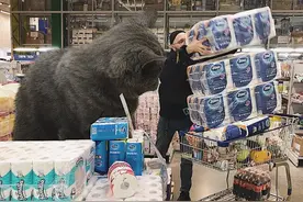 巨喵来袭！比人还大的猫咪，你还吸得动吗？图片