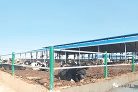 自逼为王：“曹张奶牛”品牌的逆袭之路图片