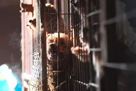 被繁殖场毁掉半生的狗狗，后被训练成工作犬，12岁终于有个家图片
