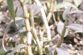 农村大哥靠种“软黄金”年赚几百万！用这种模式每年效益翻一番！视频封面