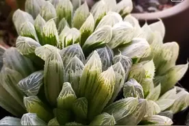 绿意纯本色，玉露说真情图片