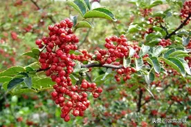 全国哪的花椒最好吃？经过评比，这5个地方较为出名，有你家乡吗图片