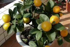 3种“水果籽”别扔，埋花盆，10天就发芽，养久了，能开花结果图片