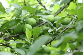 酸爽珍珠李，从化​大山里春天的馈赠图片