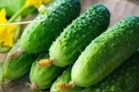 告诫大家：​一根黄瓜，一家四口全住院！吃黄瓜的4个禁忌要牢记图片