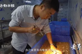 华农小伙毕业后借10万，留在广东创业养龟！疫情后日营业额仍超10万图片