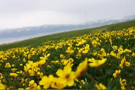 网红打卡地赛里木湖的山花开了，我该如何告诉你它们真实的模样？图片