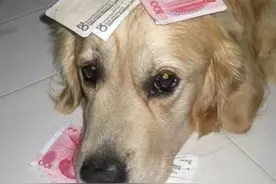 金毛被人偷走失踪，几天后回来叼着张“纸”，主人看清后开心极了图片