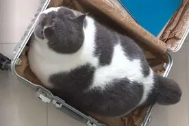 中国人养猫，和国外人养猫的区别，这区别让人惭愧图片