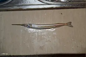 九州鱵鱼很难钓？那是你没用对方法和技巧，用对了一钓一个准！图片