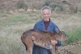 世界上最小的牛：体型矮小如狗，肉质鲜美名扬中外，曾是皇家贡品图片