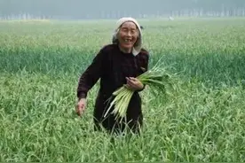 田野里飘荡着蒜苔香，蒜苔丰收了！河南农民走出了一条致富小康路图片