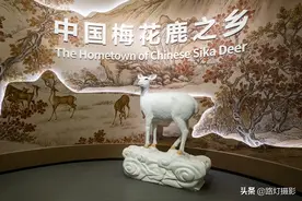 太漂亮了！世界罕见的白鹿，中国仅剩3只，网友：这才是神兽图片
