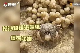 才艺展示时间！原来螃蟹会“搓”汤圆图片