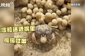 才艺展示时间！原来螃蟹会“搓”汤圆图片