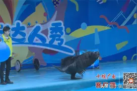 十堰动物园喜添“新丁”，欧洲盘羊生下双胞胎，快来看看图片