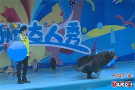十堰动物园喜添“新丁”，欧洲盘羊生下双胞胎，快来看看图片