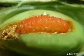 吉林省发布预测：大豆食心虫危害总体偏轻发生，成虫盛发期在8月中旬图片