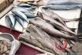 8元1斤深海鱼，因外表不起眼无人问津，鱼老板：吃的都是懂行人图片