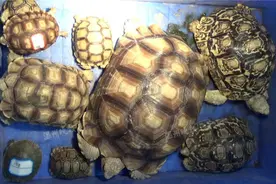 小心获刑，这些龟可不能当宠物养！图片