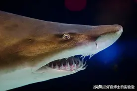 你以为山东只有葱高？不，连山东的西红柿都比你高图片