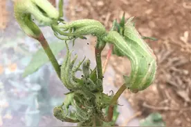 种植的棉花“疯了”，是什么原因导致的？有哪些解决办法？图片