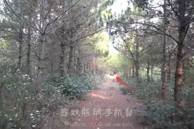 又是云南！世界现存体型最大的白肢野牛来了，如今数量或有20头图片