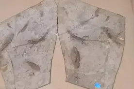 中国暴龙发源地，第一只鸟飞起的地方，第一朵花盛开的地方！朝阳图片