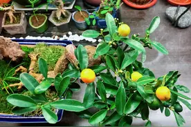 盆景取材有道：不采野生桩，3种方法培育精品金豆小品盆景素材图片
