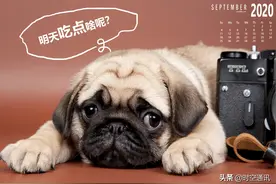 除了人类，其他动物有时间这个概念吗？图片