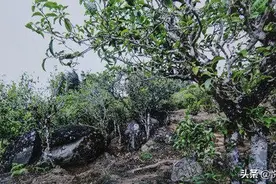 都说古树红茶好喝，那么你知道古树红茶是什么香气味道口感吗图片
