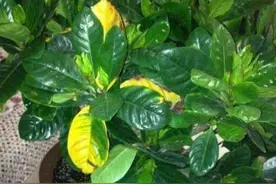 栀子花最容易出现2种黄叶，养护“手法”一调整，叶不黄，花满盆图片