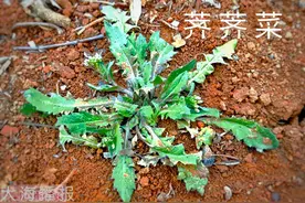 洛阳周边挖野菜的地方图片