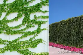 秦巴药草传承：飞天蜈蚣不止好看原来还有这神奇的功效图片