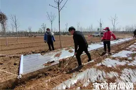 宝鸡扶风：药材地里发“药财”图片