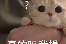 女孩疯狂吸猫不到十天头秃了！网友：太像河童了…图片