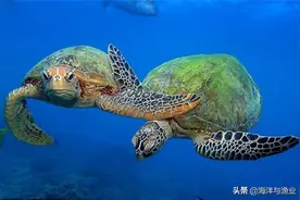 海龟价值非凡！回到出生地产卵的“航海能手”——绿海龟图片