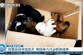 民警带着网兜、抓捕器出动抓恶犬…结果带回六只小奶狗送养图片