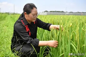 【一路芬芳·红色江西】两个女人和一万亩稻田图片