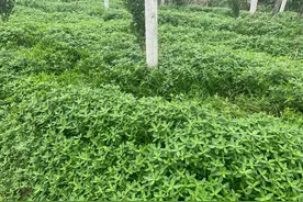 果树园里的空心莲子草，美国说是宝，为啥到了中国却成草害了？图片
