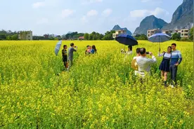 阳春陂面镇：石尾村委会百亩油菜花开引八方游客观赏图片
