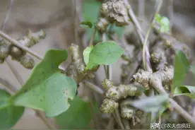 南方1种入侵物种，曾是农民讨厌的害草，如今成极品野菜，80元1斤图片