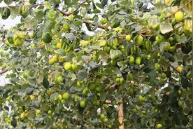 曝光！清远市区摘果地图来了！桑果、青枣、草莓、小番茄……图片