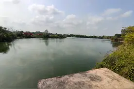 湛江一矿坑里大鱼成群，却很难钓起，天气好时水面四处游荡图片